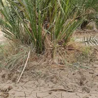 نخل برحی|گل و گیاه طبیعی|چمران, |دیوار