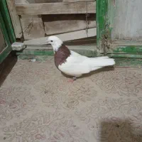 طوقی و ریش