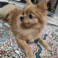 واگذاری حیوان خانگی