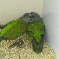 جفت سنگال مولد