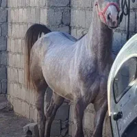 فروش اسب نریان عرب|اسب و تجهیزات اسبسواری|چادگان, |دیوار