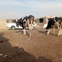 گاو و گوساله|حیوانات مزرعه|کوهسار (البرز), |دیوار