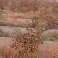 باغ پسته۱۵ ساله  احمد آقایی بختگان آباده طشک|فروش زمین و ملک کلنگی|بختگان, |دیوار