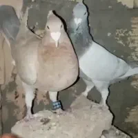 کفتر فروشی جوین