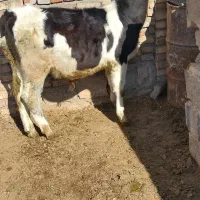 فروش‌یک‌عدد‌گوساله‌نر