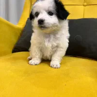 سگ..یک عدد توله عروسکی