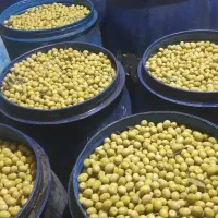 پخش عمده  زیتون در سراسر کشور|عمده‌فروشی|منجیل, |دیوار