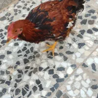 مرغ وخروس|حیوانات مزرعه|خمینیشهر, |دیوار