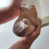 کبوتر چپ زرد خال مشکی نر