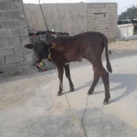 گوساله  جرسی ماده