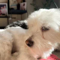 گم شده|حیوانات|سبزوار, قصبه شرقی|دیوار