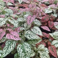 ۷ مدل گل زیر ۱۰۰ هزار تومن|گل و گیاه طبیعی|رشت, حمیدیان|دیوار