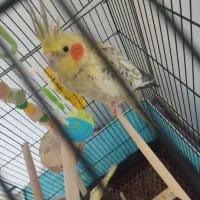 عروس هلندی ماده زیبا|پرنده|لاهیجان, کوی زمانی|دیوار