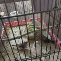 تعدادی فنچ نروماده زبرا  جهت فروش می باشد|پرنده|تهران, امیریه|دیوار