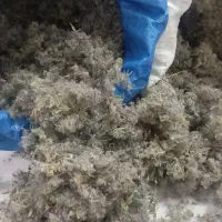 فروش اسطوخودوس و کاکوتی دمنوش گیاهی|آرایشی، بهداشتی، درمانی|پردیس, فاز ۱۱|دیوار