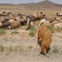 فروش خرماده،وگلگی