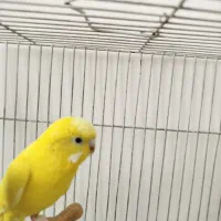 مرغ عشق ماده بالغ فقط190|پرنده|شریفآباد, |دیوار