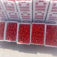 سبد 25کیلویی در حد نو|ظروف نگهدارنده، پلاستیکی، یکبارمصرف|همدان, |دیوار