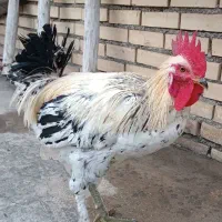 خروس محلی نه ماهه