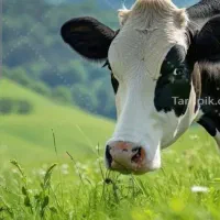 کارگر دامداری کار بلدم