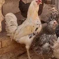 خروس گلین|حیوانات مزرعه|مسجد سلیمان, |دیوار