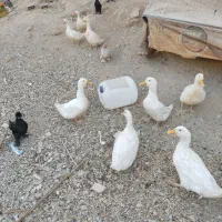فروش 8عدد اوردک خانگی