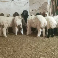 بره