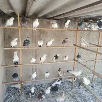 تعدادی کبوتر اصیل|پرنده|تهران, گمرک|دیوار