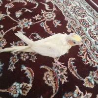 عروس هلندی دستی|پرنده|تفت, |دیوار