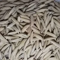 شالی دمسیاه آفتاب خشک|خوردنی و آشامیدنی|گنبد کاووس, |دیوار