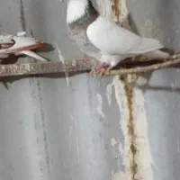 کلفه سرور نر