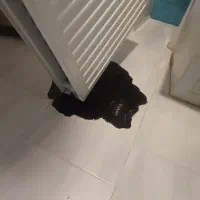 خدمات فنی|خدمات پیشه و مهارت|لاهیجان, قیام|دیوار