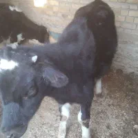 گوساله|حیوانات مزرعه|نیشابور, مازول|دیوار