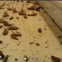 سمپاشی تضمینی ساس سوسک موش۱۰۰٪(رسالت پنچتن گلشهر )|خدمات نظافت|مشهد, طلاب|دیوار