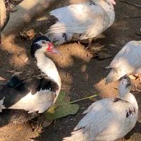 اردک اسراییلی