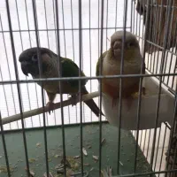 فروش گرینچیک جوان و تازه جفت