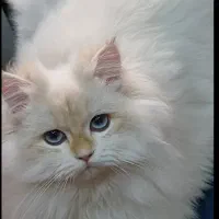 بریتیش خرسی  ny12 و ny11|گربه|رشت, نیکمرام|دیوار