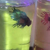 ماهی فایتر نژاد دار