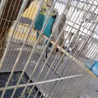 مرغ عشق انگلیسی