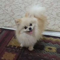 پامر خرسی نر جهت جفتگیری