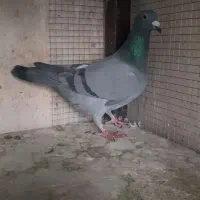 یک عدد کبوتر پلاکی گمشده است