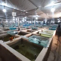 واگذاری یا شراکت  پرورش ماهی های زینتی و آکواریوم