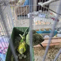 مرغ عشق|پرنده|چابهار, |دیوار