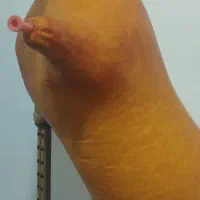 فروش نی انبان