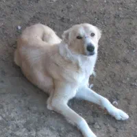 سگ دیاگو|سگ|شیروان (خراسان), |دیوار