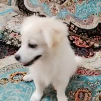 سگ جیبی سه ماهه واکسن خورده