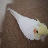 عروس هلندی ماده