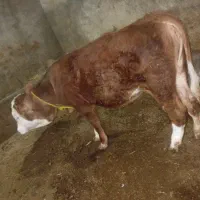 گوساله ماده شرابی