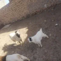 دو بز به همراه جفت بزغاله نر