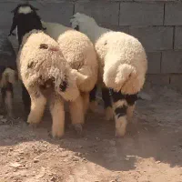 3عدد گوسفند